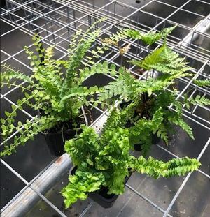 Fern Assortment